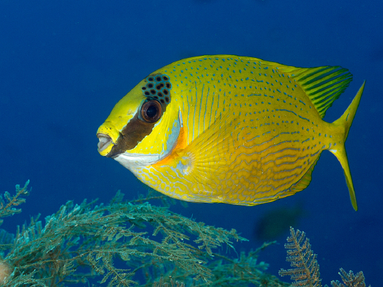  Siganus puellus (Masked Spinefoot Rabbitfish)